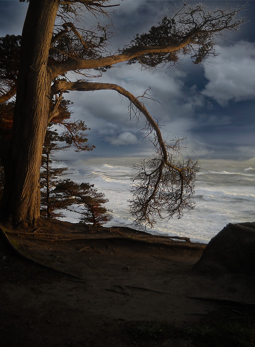 coastal image of ocean and trees